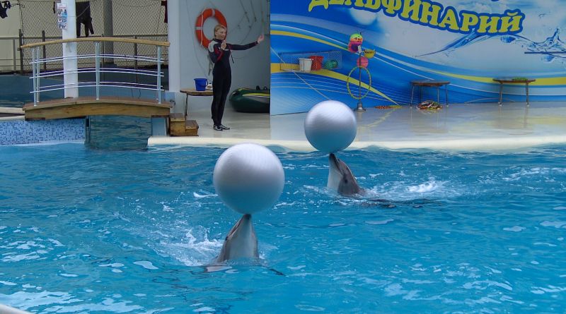 Коктебельский дельфинарий img-12693