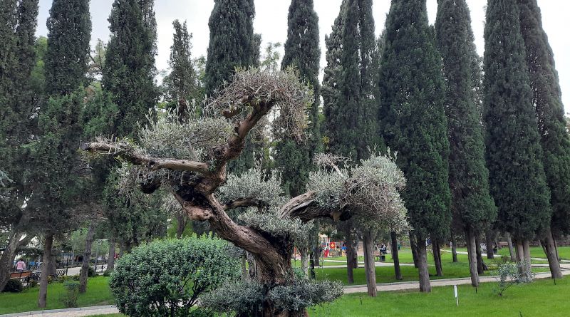 Индивидуальная пешеходная экскурсия по Алуште «Листая страницы истории» img-8643