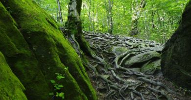 Квадроциклы маршрут - "Волшебный лес" img-13135