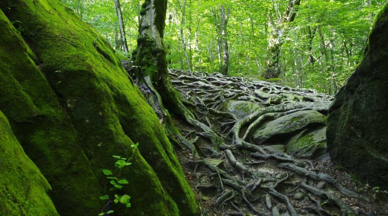 Квадроциклы маршрут - "Волшебный лес" img-13135