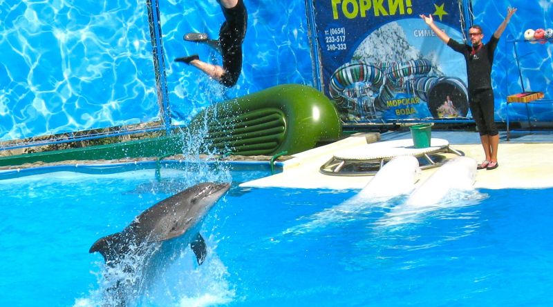 Дельфинарий в Алуште img-8331
