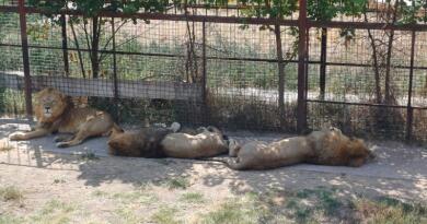 Сафари-парк львов "Тайган": экзотика и приключения img-16107