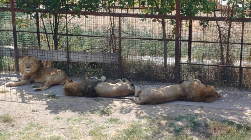 Сафари-парк львов "Тайган": экзотика и приключения img-16107