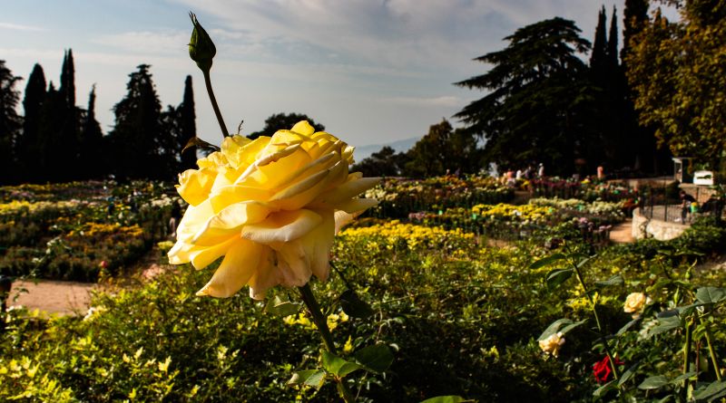 Никитский ботанический сад. Бал Хризантем img-8525