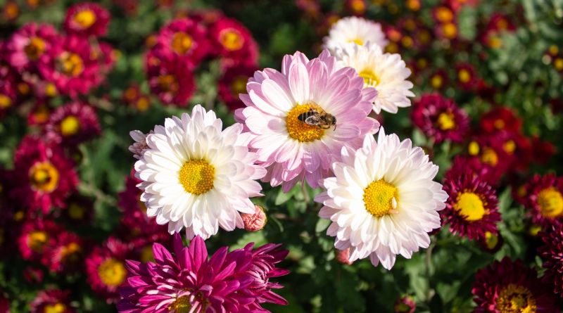 Никитский ботанический сад. Бал Хризантем img-8496