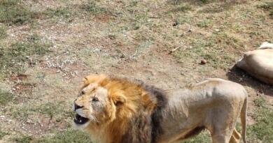 Сафари-парк львов "Тайган": экзотика и приключения img-16124