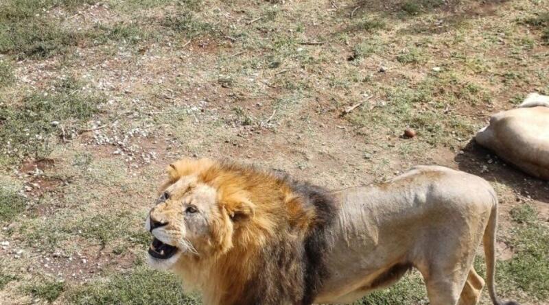 Сафари-парк львов "Тайган": экзотика и приключения img-16124