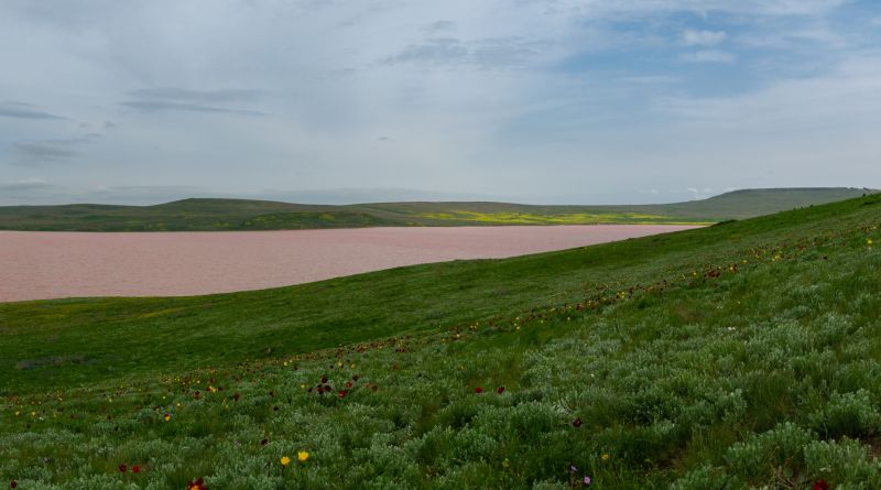 Розовое Кояшское озеро. Мыс Опук. img-12418