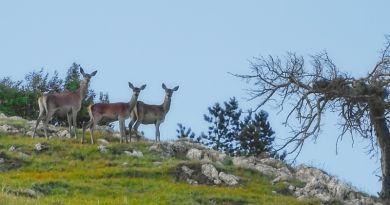 По местам царских  охот img-7633