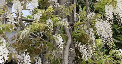 Чао, Глициния! Или синий дождь из пасти дракона. img-14725