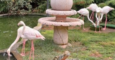 Сафари-парк львов "Тайган": экзотика и приключения img-16123