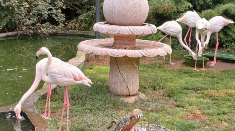 Сафари-парк львов "Тайган": экзотика и приключения img-16123