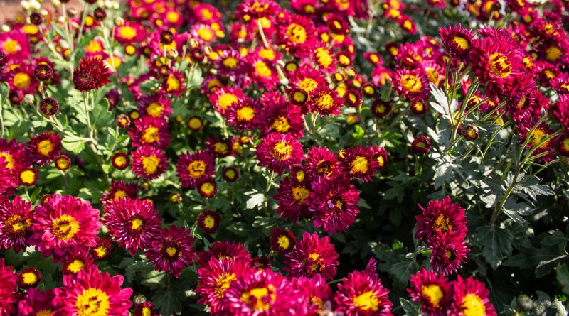 Никитский ботанический сад. Бал Хризантем img-8502