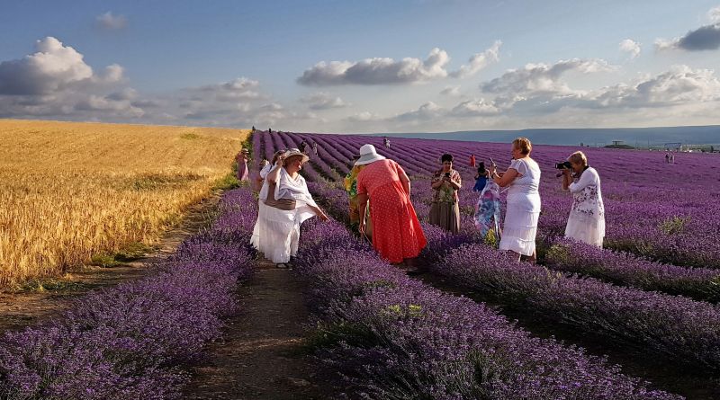 Крымский Прованс. Лавандовые поля в Тургеневке img-9783