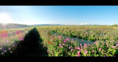 Крымский Прованс. Лавандовые поля в Тургеневке img-9771