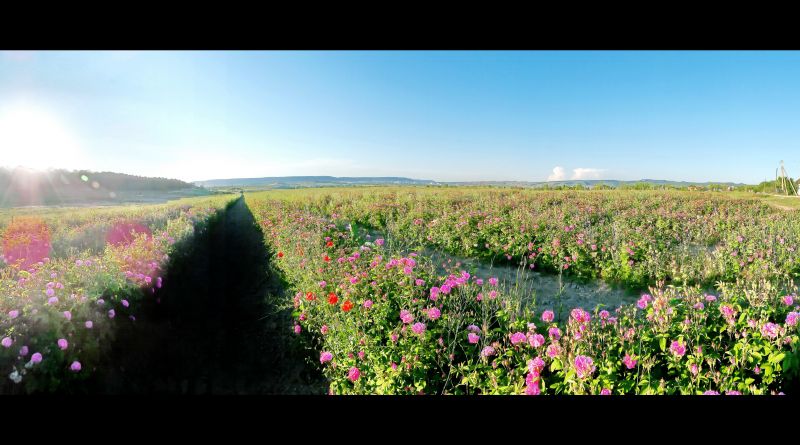 Крымский Прованс. Лавандовые поля в Тургеневке img-9771