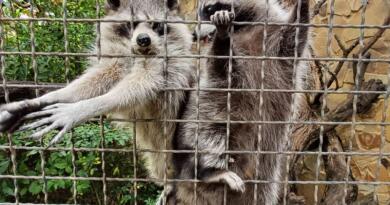 Сафари-парк львов "Тайган": экзотика и приключения img-16122