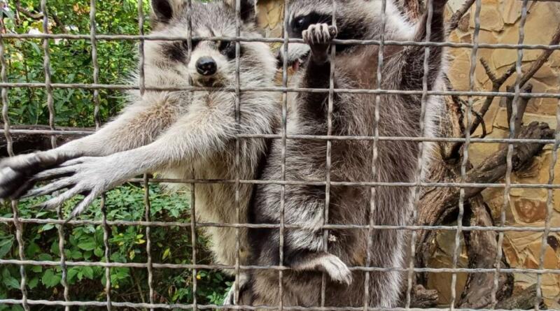 Сафари-парк львов "Тайган": экзотика и приключения img-16122