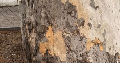 Пешеходная экскурсия по площади Нахимова img-14540