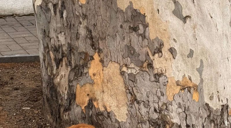 Пешеходная экскурсия по площади Нахимова img-14540