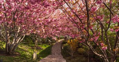 Японский сад "Шесть чувств" в отеле "Мрия"