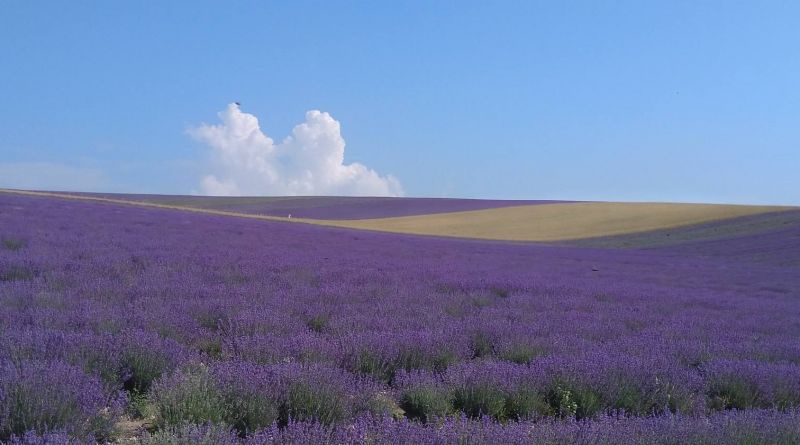 Крымский Прованс. Лавандовые поля в Тургеневке img-10070