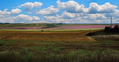 Крымский Прованс. Лавандовые поля в Тургеневке img-9764