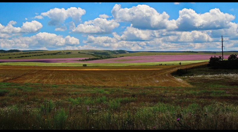 Крымский Прованс. Лавандовые поля в Тургеневке img-9764