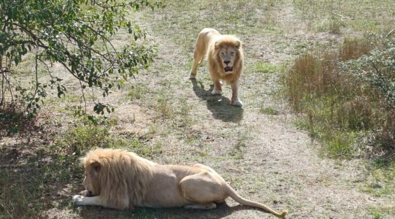 Сафари-парк львов "Тайган": экзотика и приключения img-16125