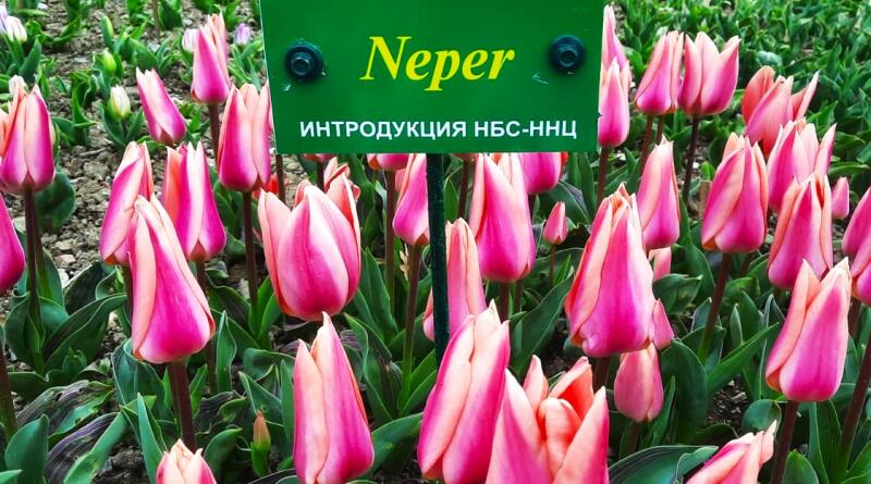 Никитский ботанический сад+ Ласточкино гнездо+Ялта img-15555