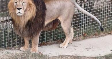 Сафари-парк львов "Тайган": экзотика и приключения img-16121