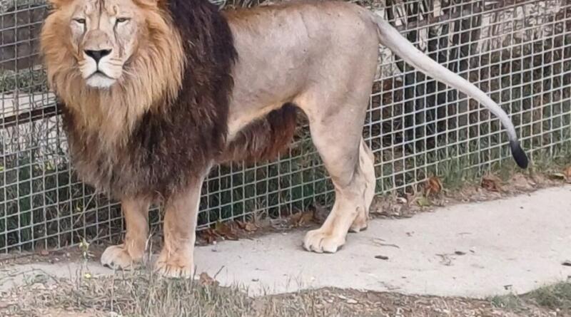 Сафари-парк львов "Тайган": экзотика и приключения img-16121