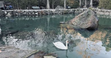 Лучшее в Крыму : Воронцовский дворец , замок "Ласточкино гнездо" и морская прогулка в Ялте img-14635