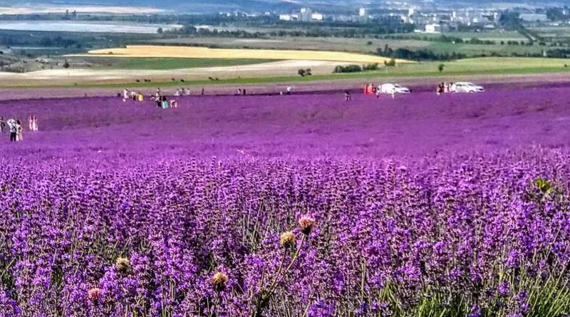 Крымский Прованс. Лавандовые поля в Тургеневке img-9773