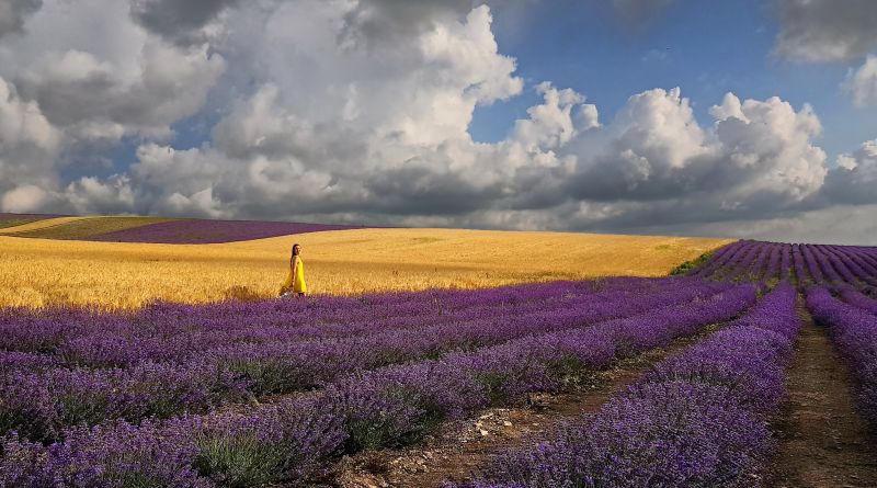 Крымский Прованс. Лавандовые поля в Тургеневке img-9781