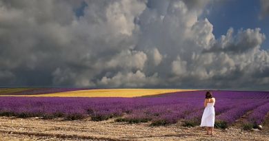 Крымский Прованс. Лавандовые поля в Тургеневке img-9779