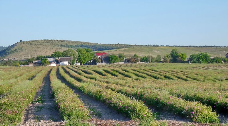 Крымский Прованс. Лавандовые поля в Тургеневке img-9768