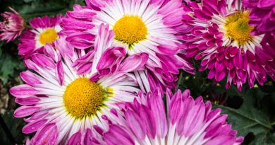 Никитский ботанический сад. Бал Хризантем img-8524