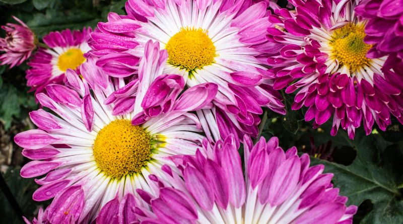 Никитский ботанический сад. Бал Хризантем img-8524