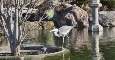 Японский сад "Шесть чувств" в отеле "Мрия"
