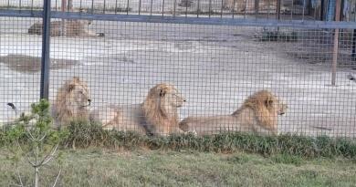 Сафари-парк львов "Тайган": экзотика и приключения img-16104