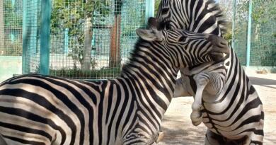 Сафари-парк львов "Тайган": экзотика и приключения img-16103