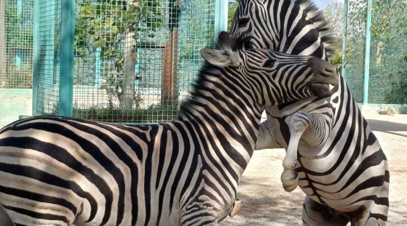 Сафари-парк львов "Тайган": экзотика и приключения img-16103