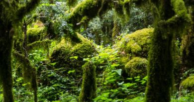 Квадроциклы маршрут - "Волшебный лес" img-13137