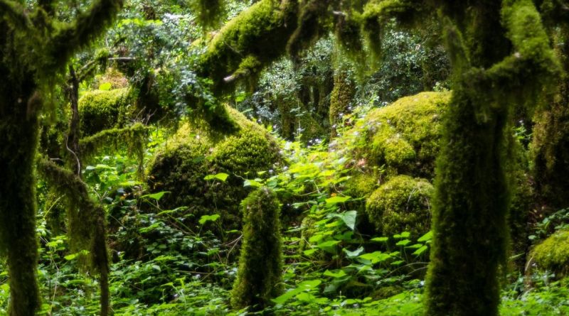 Квадроциклы маршрут - "Волшебный лес" img-13137