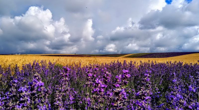 Крымский Прованс. Лавандовые поля в Тургеневке img-9775