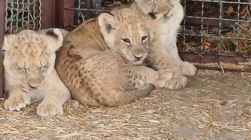 Сафари-парк львов "Тайган": экзотика и приключения img-16120