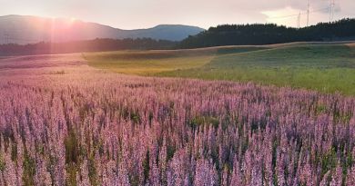 Крымский Прованс. Лавандовые поля в Тургеневке img-9782
