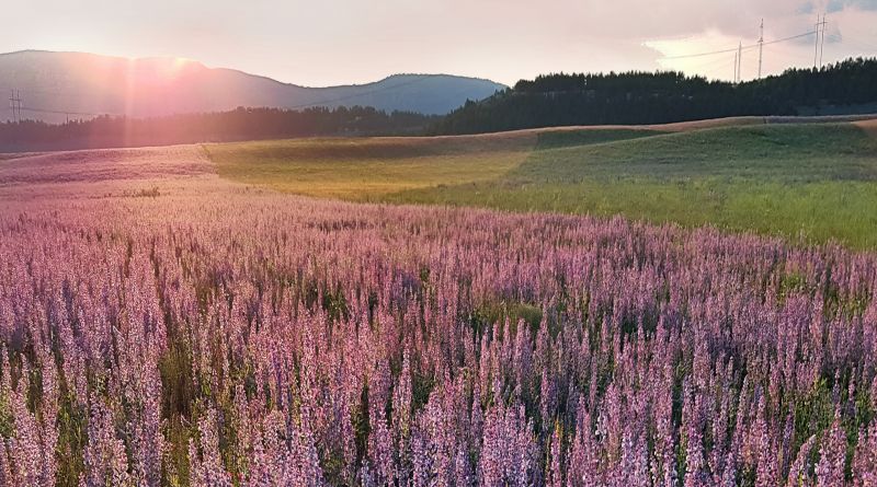 Крымский Прованс. Лавандовые поля в Тургеневке img-9782