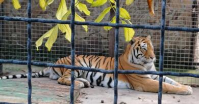 Сафари-парк львов "Тайган": экзотика и приключения img-16105